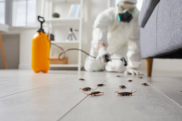 Affordable Termite Control solutions in Edmond, OK